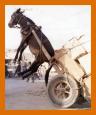 20051227033824-burro.jpg